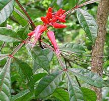 Amargo Powder  Quassia amara  