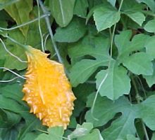 Bitter Melon Powder  Momordica charantia  
