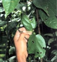 Clavo Huasca Powder  Tynanthus panurensis  