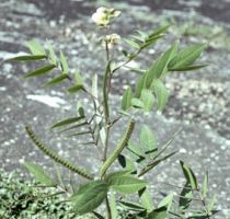 Fedegoso Powder  Cassia occidentalis  