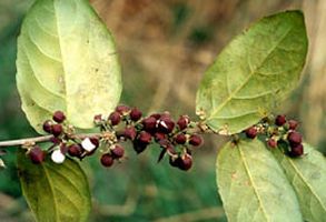 Guacatonga Powder  Casearia sylvestris  