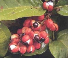 Guarana is reputed to be a stimulant, antioxidant, memory enhancer, cardiotonic, weightloss,