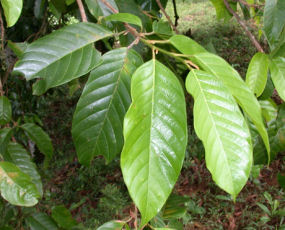 Huacapu Powder  Minquartia guianensis  