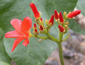 Huanarpo Macho Powder  Jatropha macrantha  