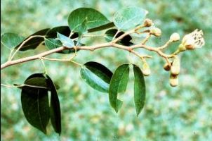 Jatoba is traditionally used as an anticandidal, antifungal, antibacterial, and a cough suppressant