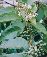 Jurubeba is alledged to be a gastroprotective, digestive stimulant, antiulcerous and a carmative