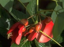 Mulungu Powder  Erythrina mulungu  