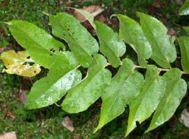 Mutamba Powder  Guazuma ulmifolia