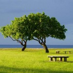 Raintree-Health.co.uk - Anamu - blood pressure reduction
