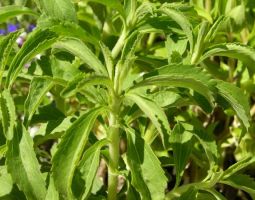 Stevia is purported to used for sweetener, hypoglycemic, hypotensiv, cardiotonic, antimicrobial