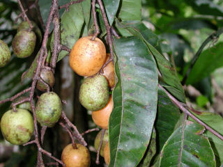 Ubos Leaf Powder  Spondias mombin  